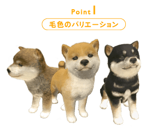 point1 毛色のバリエーション